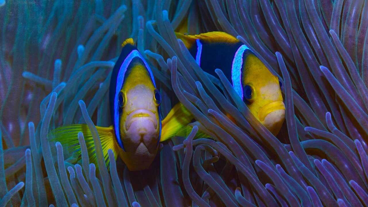 Protecting Paradise: The Story of Niue 0