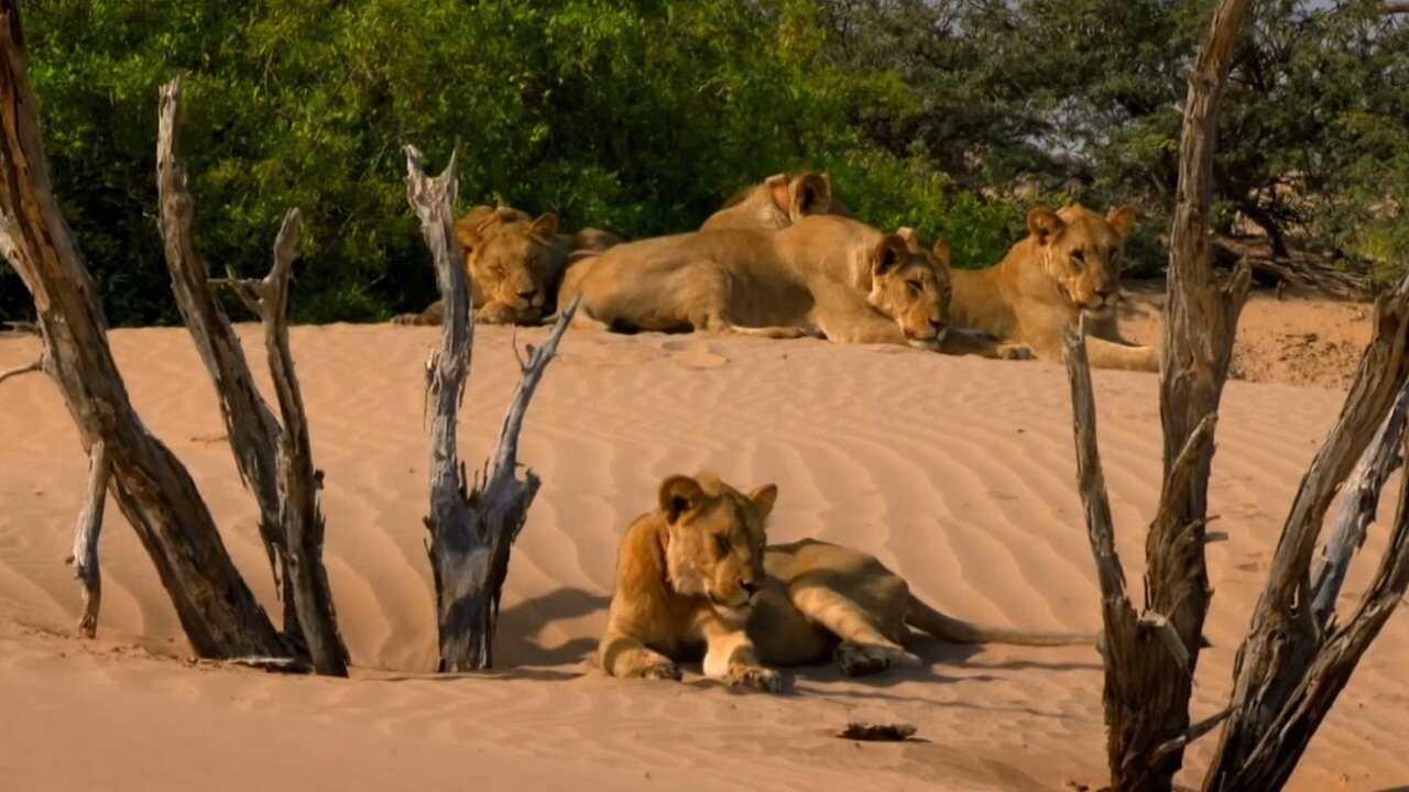 Desert Warriors: Lions of the Namib 0