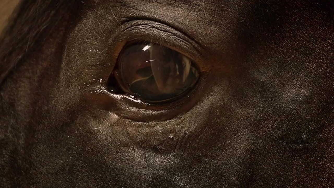 Orphan Horse 0