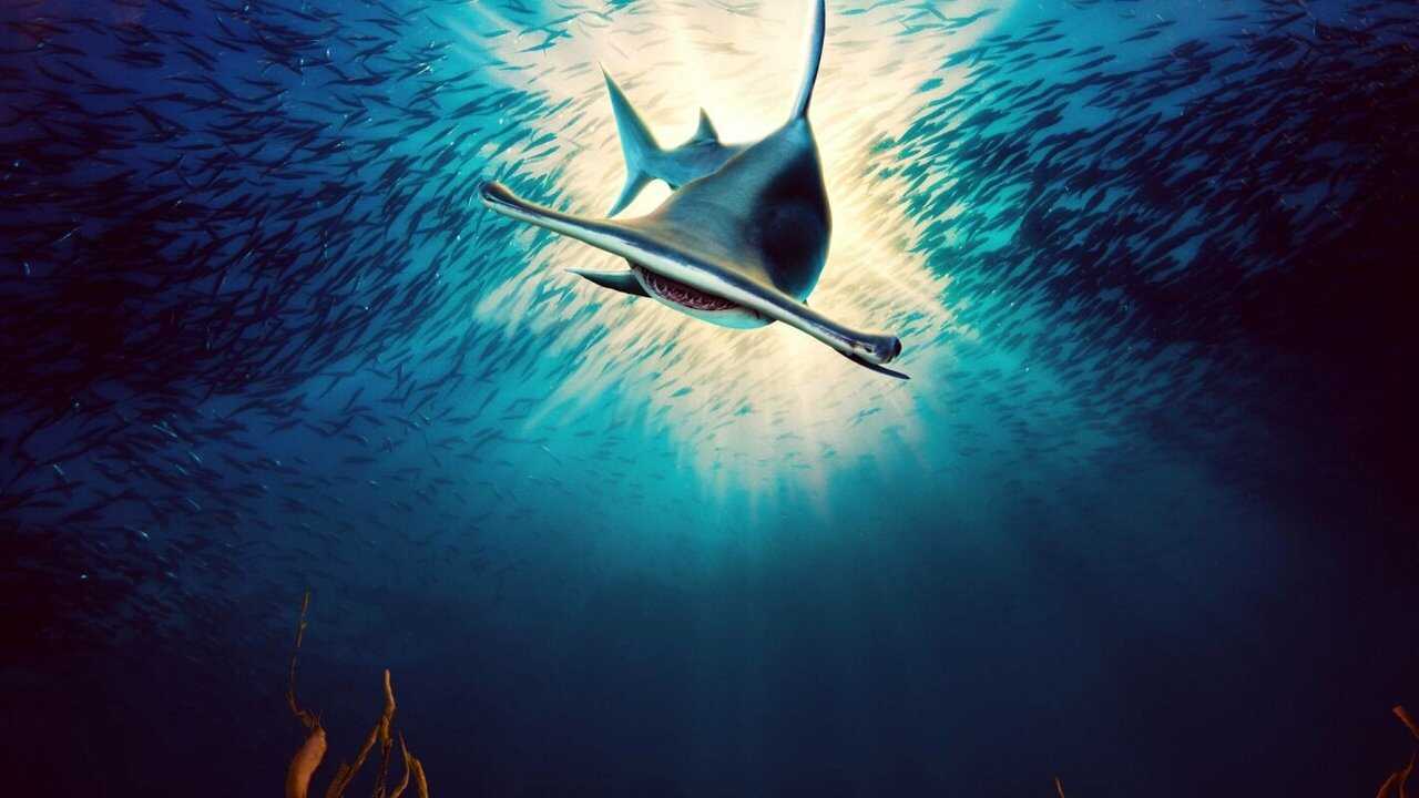 Monster Hammerheads: Killer Instinct 0