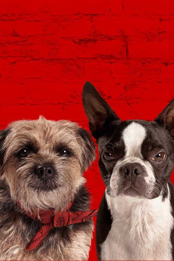 Strays (2023) 0