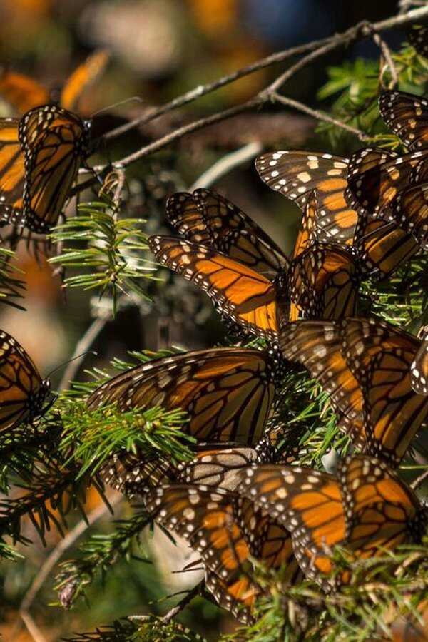 The Guardians (2018) 0