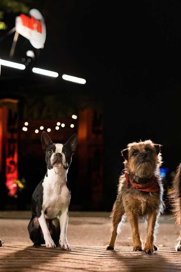 Backstreet Dogs (2023) 0