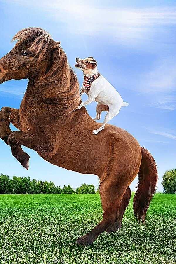 Adventures of Dally and Spanky (2019) 0