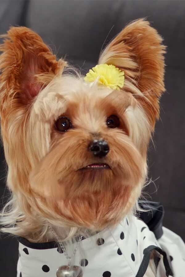 Pup Star: Razem raźniej (2017) 0