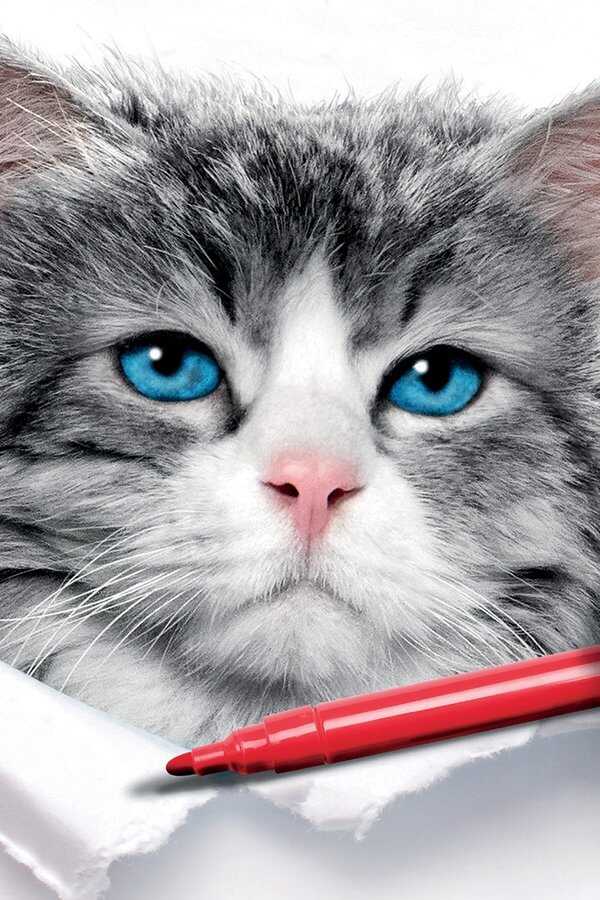 Meneer Pluizenbol (2016) 0