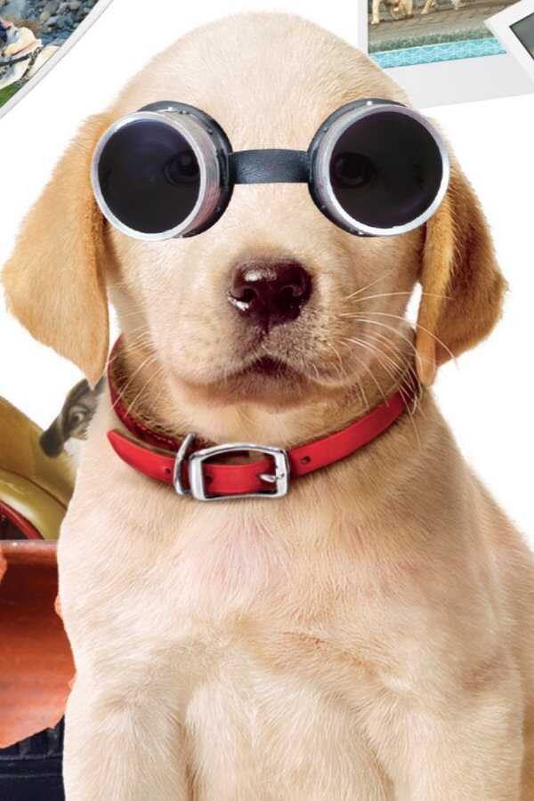 Marley et moi 2 (2011) 0