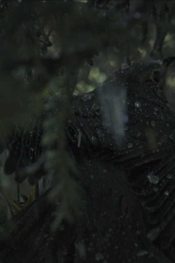 Tempête ! Les Animaux dans la tourmente (2023) 0