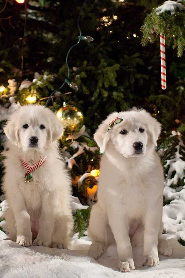Santa Paws 2: The Santa Pups (2012) 0