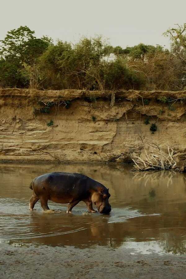 Hipopotam. Król rzeki (2022) 0
