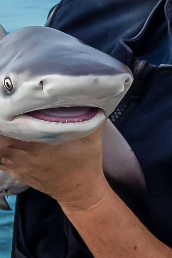 Baby Sharks (2022) 0