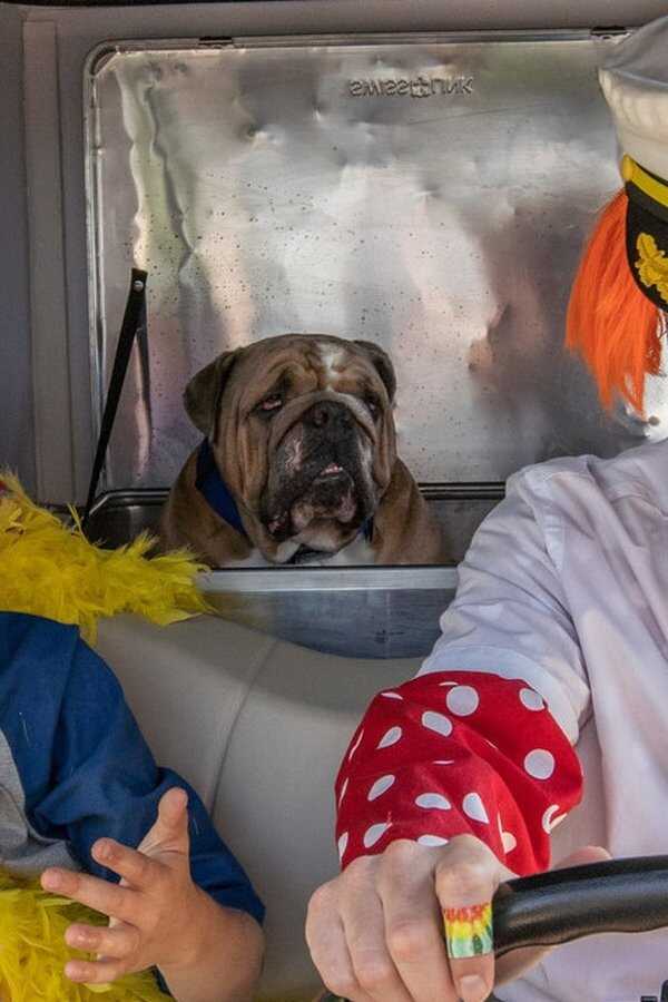 Secret Agent Dingledorf and His Trusty Dog Splat (2021) 0