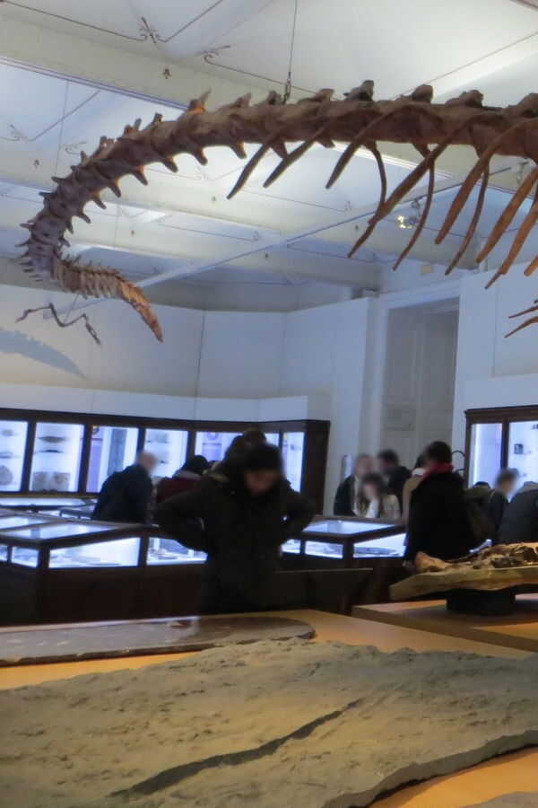 Basilosaurus, la baleine carnivore (2023) 0