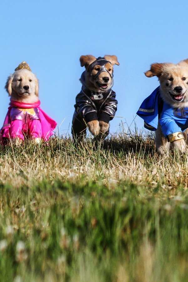 Super Buddies (2013) 0