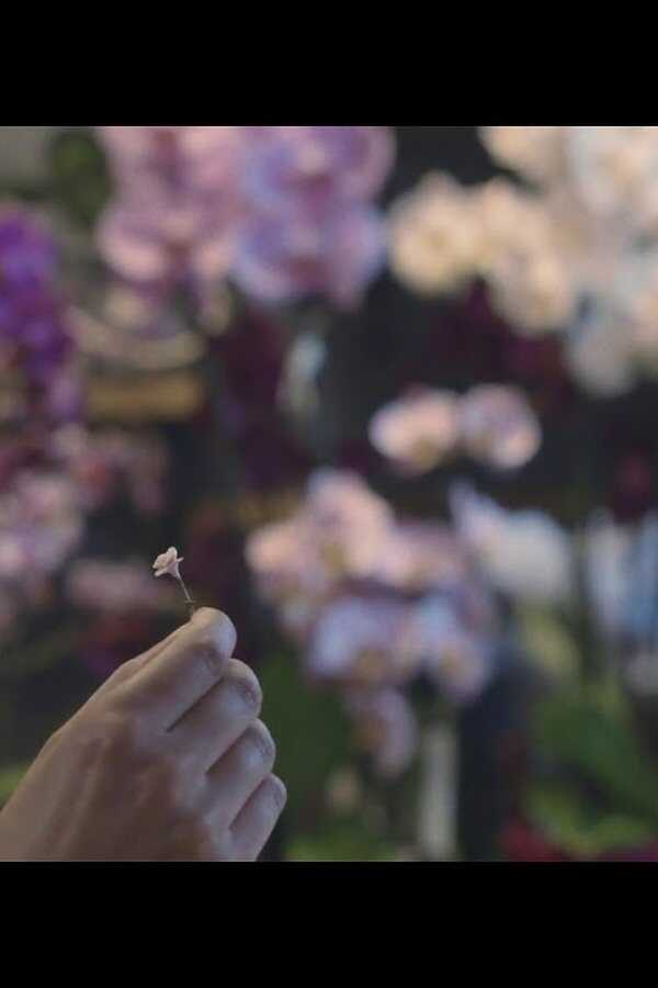 The Infinite Garden (2017) 0