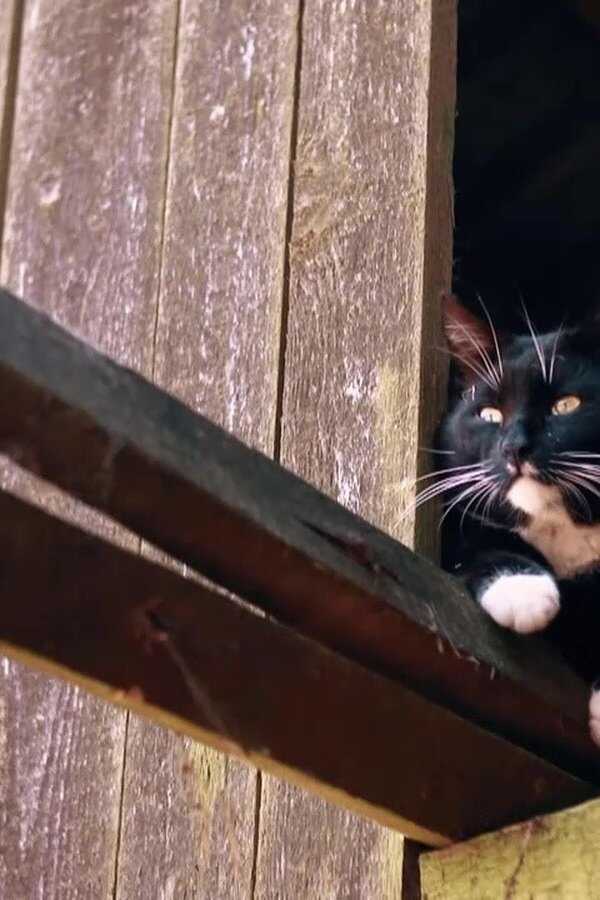 Le Monde secret des chats (2021) 0