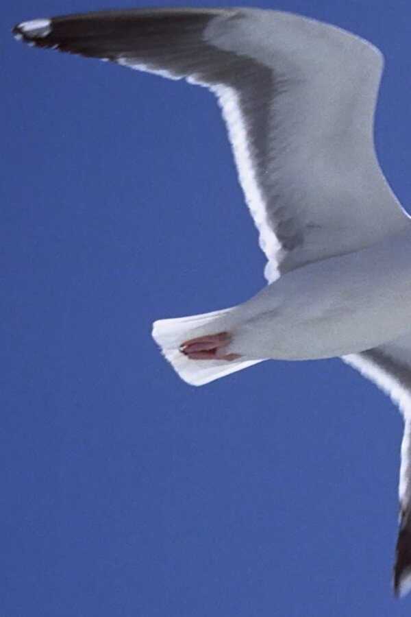 Die Möwe Jonathan (1973) 0