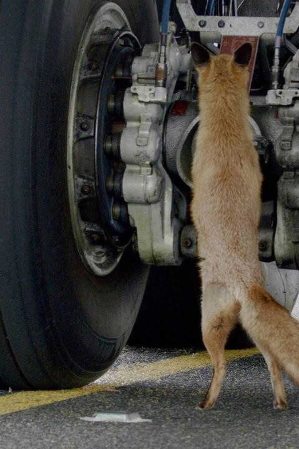 Les animaux de l’aéroport (2023) 0