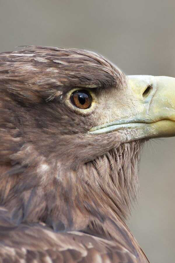 Holland: Natuur in de Delta (2015) 0