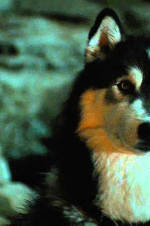 Against the Wild II: Survive the Serengeti (2016) 0