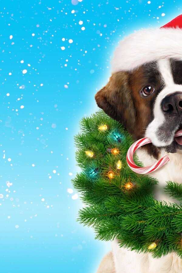 Beethoven sauve Noël (2011) 0