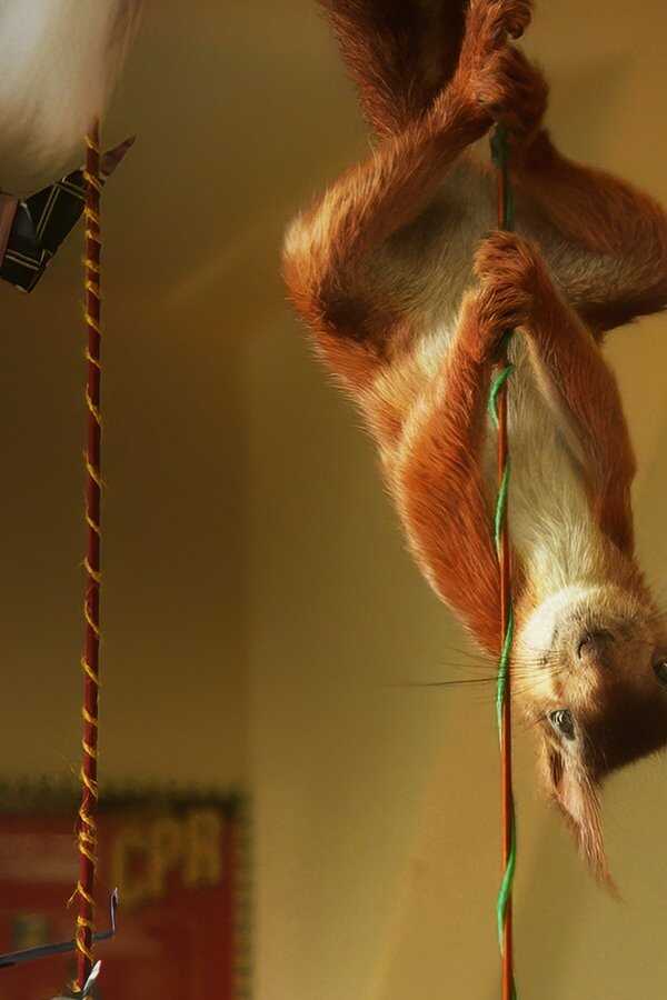 Flora y Ulises (2021) 0