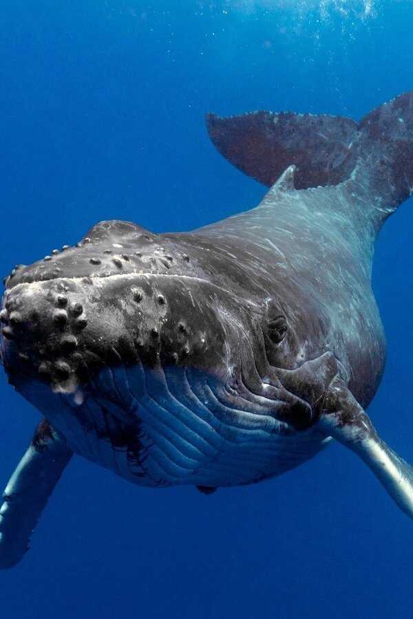 The Witness is a Whale (2022) 0