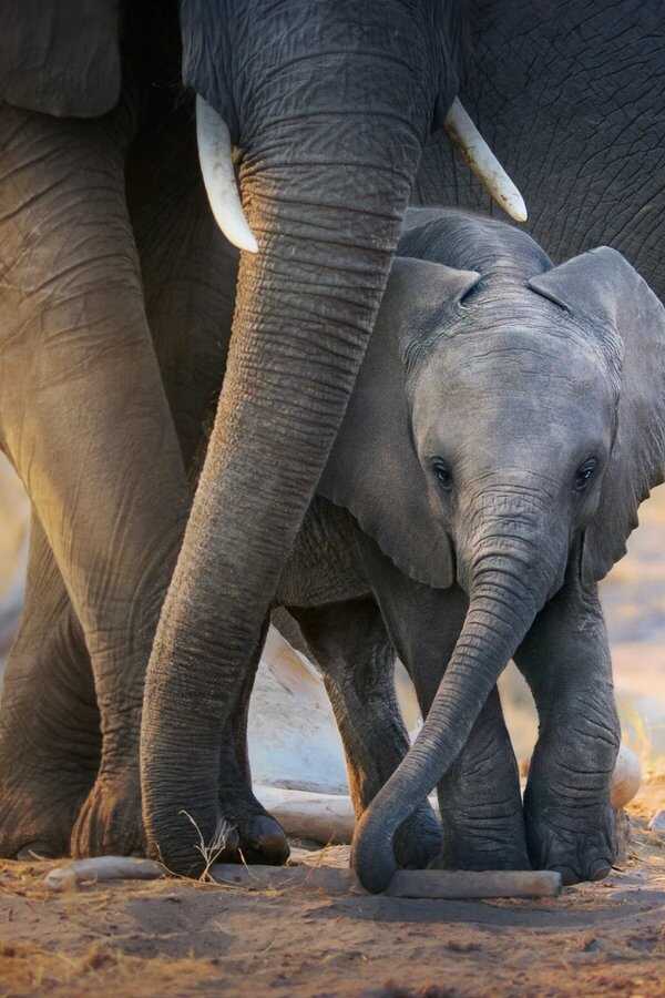 Elephant (2020) 0