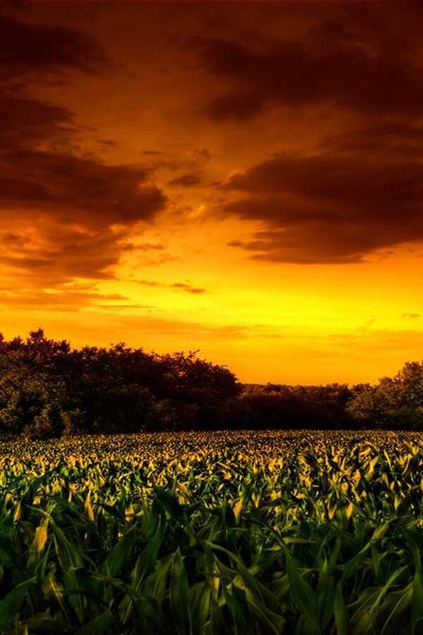 Children Of The Corn 2: Det Sista Offret (1992) 0